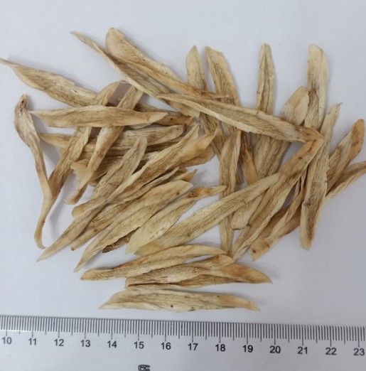 Healthcare Products Air Dried Shaved Burdock 4 * 4 * 80mm Pharmaceutical Raw Material