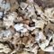 Whole Dried Ginger Root New Crop Grade A Carton Packing No Additives